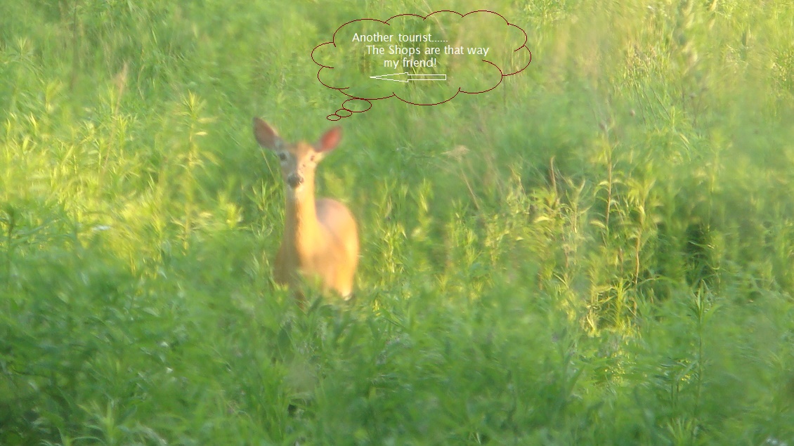 DEER LOOKING-MESSAGE WHITE